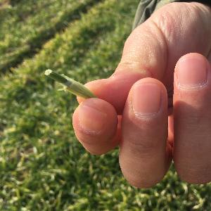 나주시, 월동 맥류 생육재생기 웃거름 적기 강조