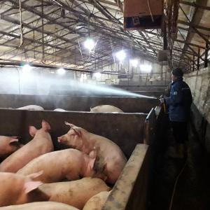 홍성군, 아프리카돼지열병(ASF) 담당관제 실시