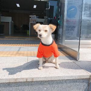 금마면 출·퇴근하는 강아지직원 ‘금순이’, 새 옷 생겼다!