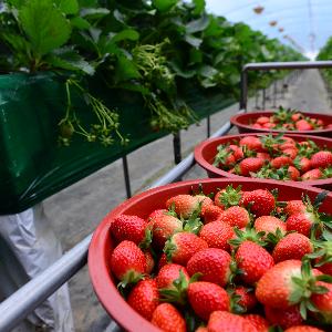 홍성딸기, AI 빅데이터 기술 적용해 대박신화 노린다!