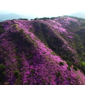 강화군, 제12회 고려산 진달래 축제 개최