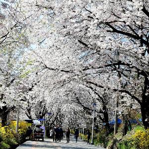 강화산성 북문 벚꽃길 21일까지 야간개장