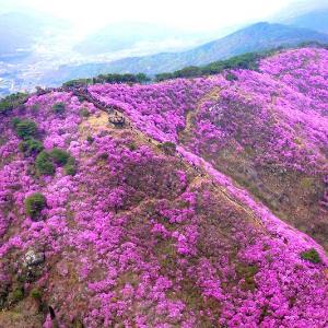 2019년 제12회 고려산 진달래 축제 성료