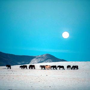 한겨울 몽골의 말들... 탄성이 저절로 나왔다