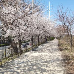 양천 둘레길의 벚꽃 구경(신목동역~ 오목교)