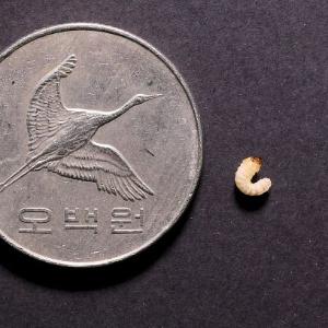 (국영문 동시 배포) 천연기념물 ‘장수하늘소’ 첫 애벌레 부화 성공