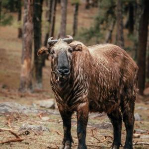부탄의 호랑나비 부탄니티스 ⑥ 머리는 양과 몸은 소의 모양 타킨 인기