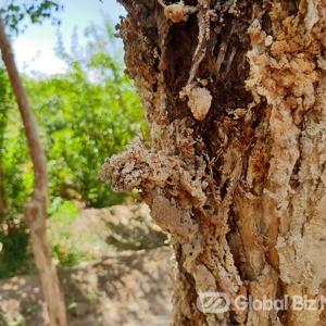 호동나무 수지 호동루, 폐나 위장 등 약재 사용...