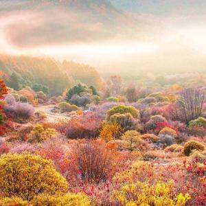 서리 내린 강원 인제의 “비밀의 정원”